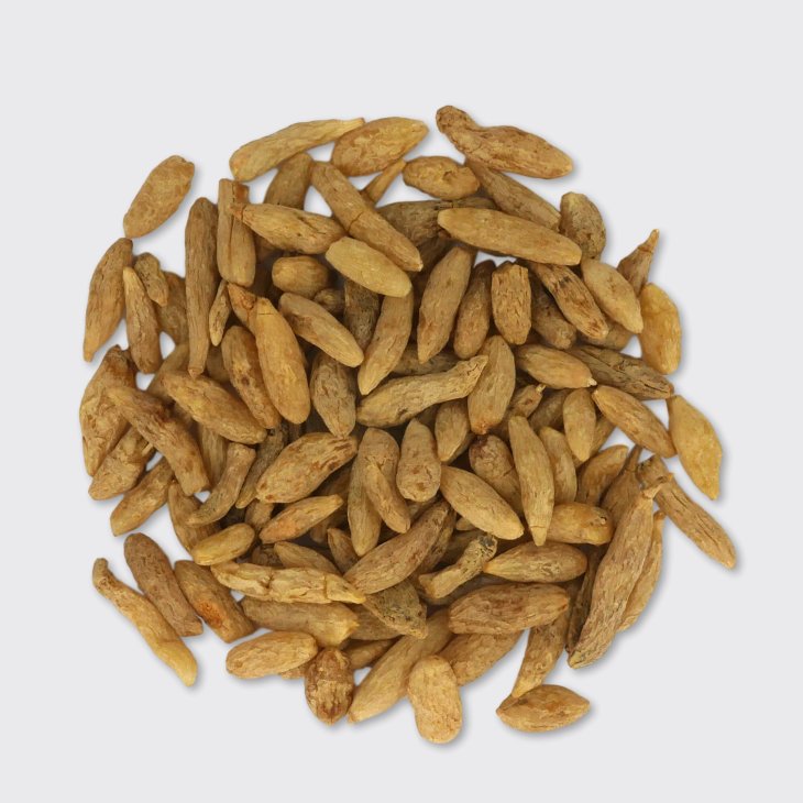 Creeping Lily Turf Root