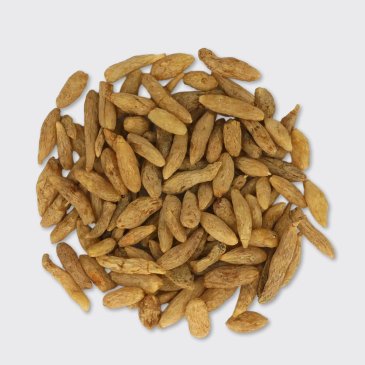 Creeping Lily Turf Root