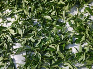 Tea Rules Myths