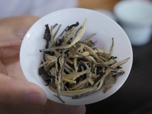 Biodynamic White Tea Camellia Taliensis Yue Guang Bai