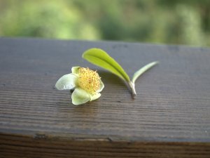 Where To Buy Loose Leaf Tea