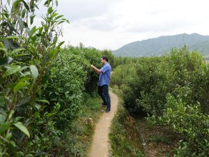 Wu Dong Dan Cong Phoenix Oolong Ya Shi Xiang Tea Taste